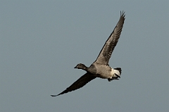 David Plant Photography - Wildlife Photography - Brent goose - O